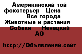 Американский той фокстерьер › Цена ­ 25 000 - Все города Животные и растения » Собаки   . Ненецкий АО